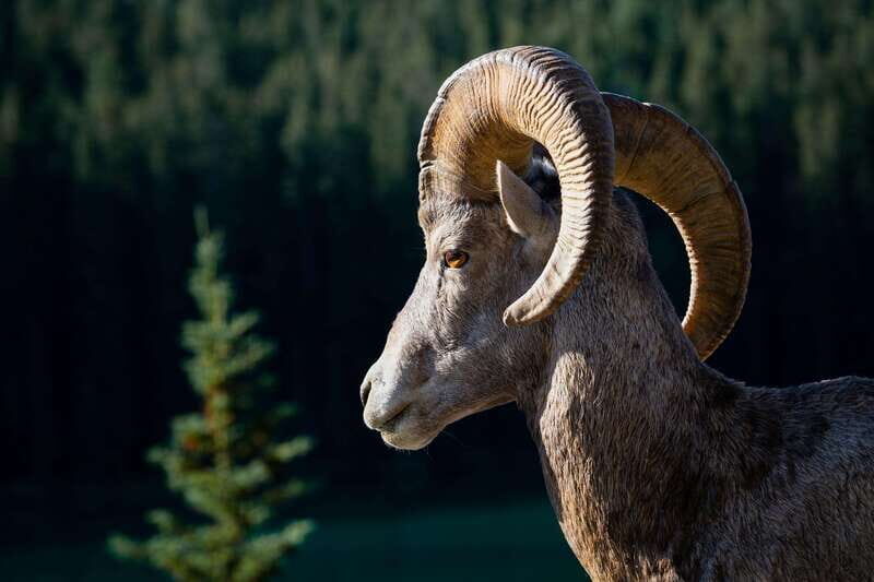 From Calgary: Moraine & Louise Lake, Banff & Falls Day Trip - Who Will Love This Tour?