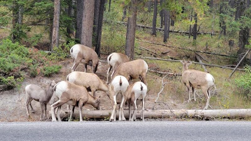 From Calgary to Banff: Day Trip with Wolfdog Sanctuary Visit - Who Should Consider This Tour?
