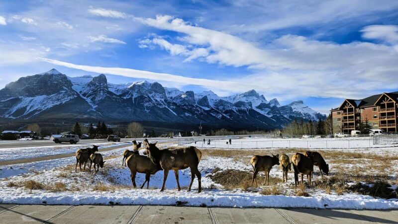 From Calgary to Banff: Day Trip with Wolfdog Sanctuary Visit - The Sum Up
