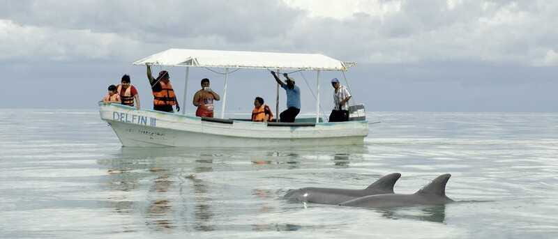 From Campeche: Isla Aguada Dolphin Encounter Tour - Who Will Love This Tour?