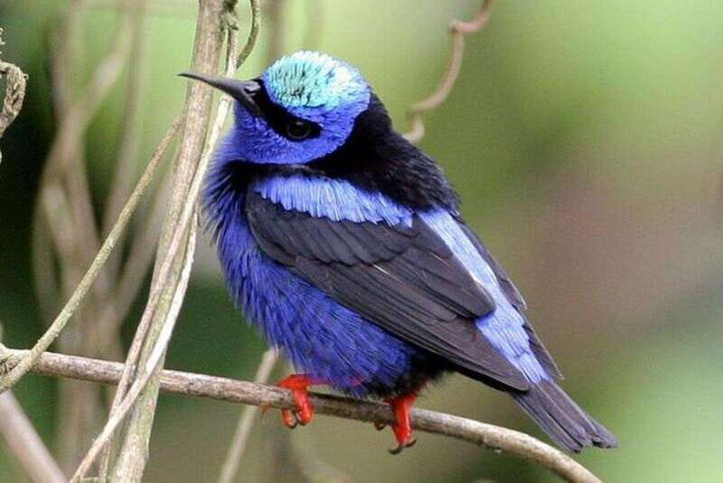 From Cancun: Bird Watching Day Tour - Key Points