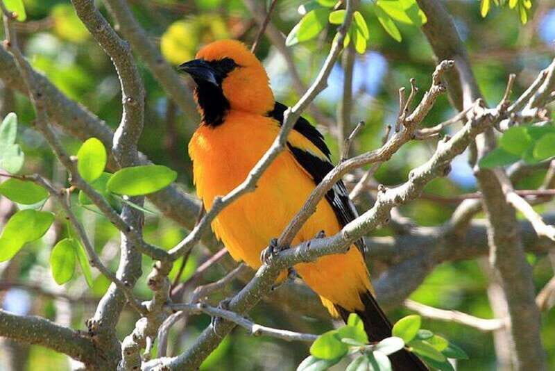 From Cancun: Bird Watching Day Tour - The Itinerary: From Sunrise to Return