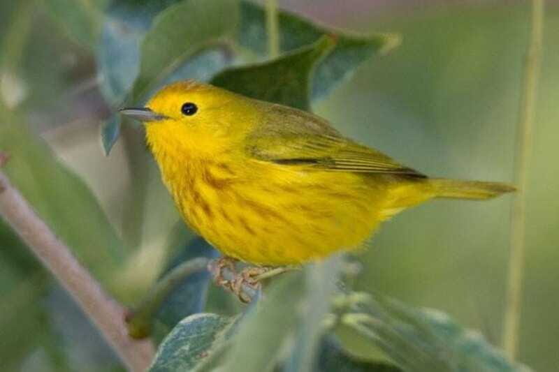 From Cancun: Bird Watching Day Tour - Final Thoughts