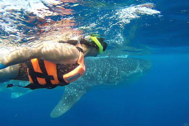 From Cancún: Half-Day Snorkeling with Whale Sharks - Key Points