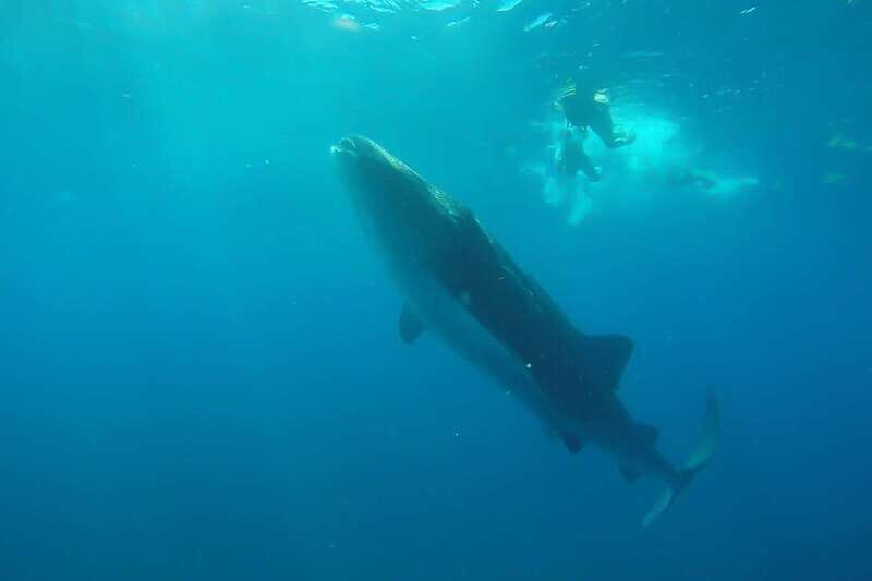 From Cancún: Half-Day Snorkeling with Whale Sharks - An Honest Look at the Experience