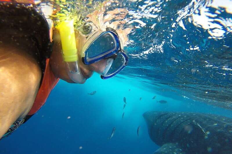 From Cancún: Half-Day Snorkeling with Whale Sharks - What the Reviews Say