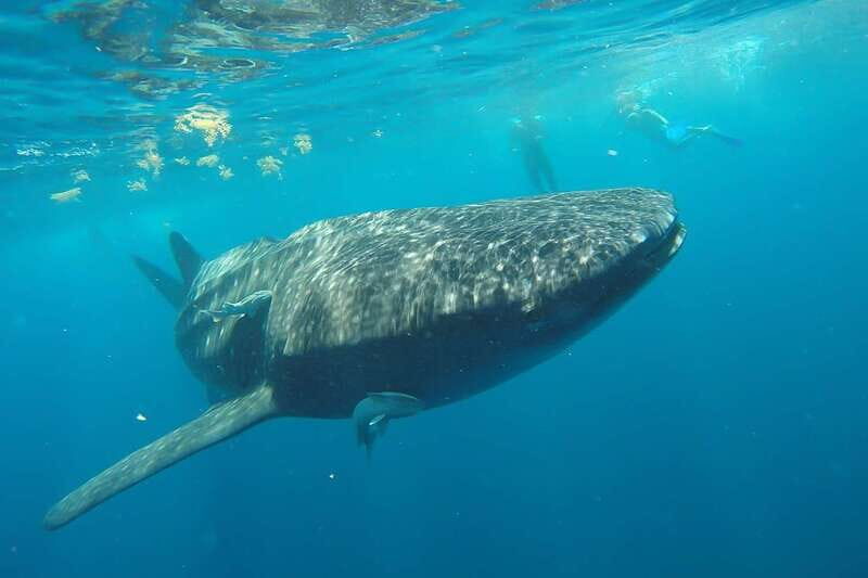 From Cancún: Half-Day Snorkeling with Whale Sharks - Price and Value Considerations