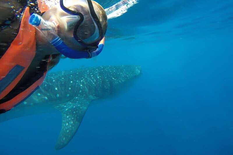 From Cancún: Half-Day Snorkeling with Whale Sharks - The Bottom Line