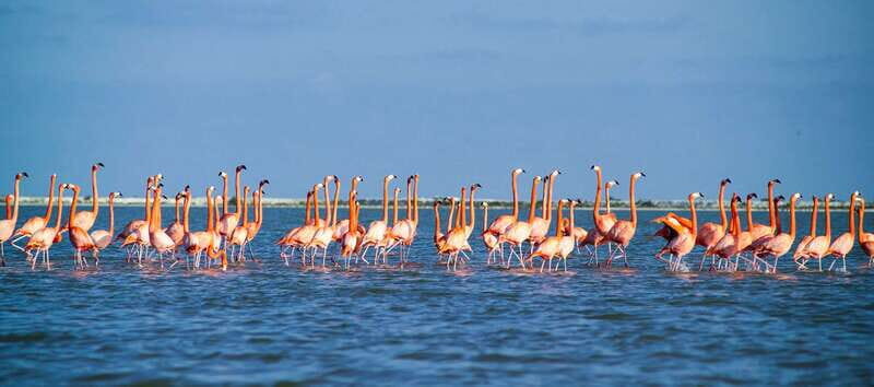 From Cancún: Rio Lagartos & Las Coloradas Day Trip & Lunch - Final Thoughts