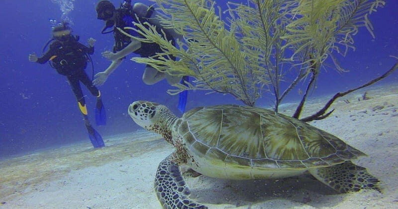 From Cancun: Shipwreck Dives Experience in Puerto Morelos - Frequently Asked Questions (FAQs)