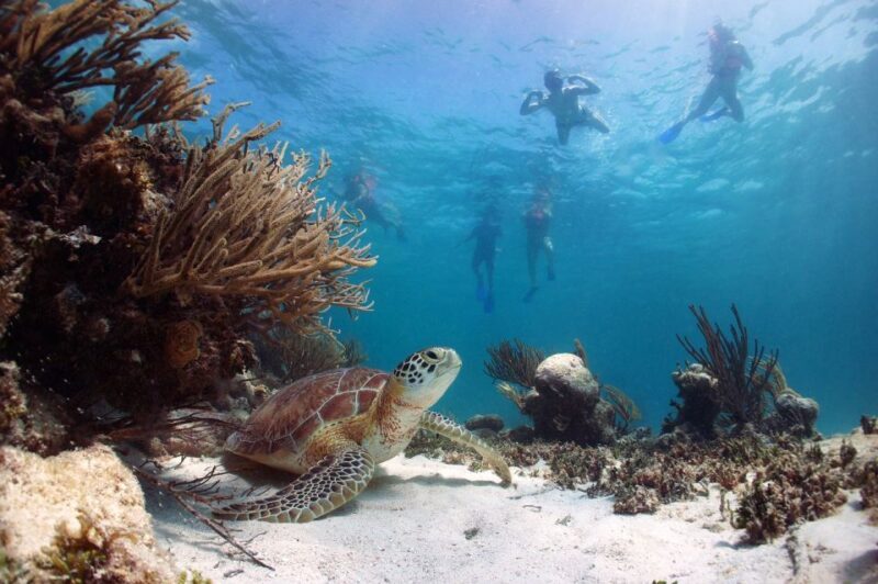 From Cancun: Tulum and Akumal Cenote and Turtle Swim Tour - Who Will Love This Tour?