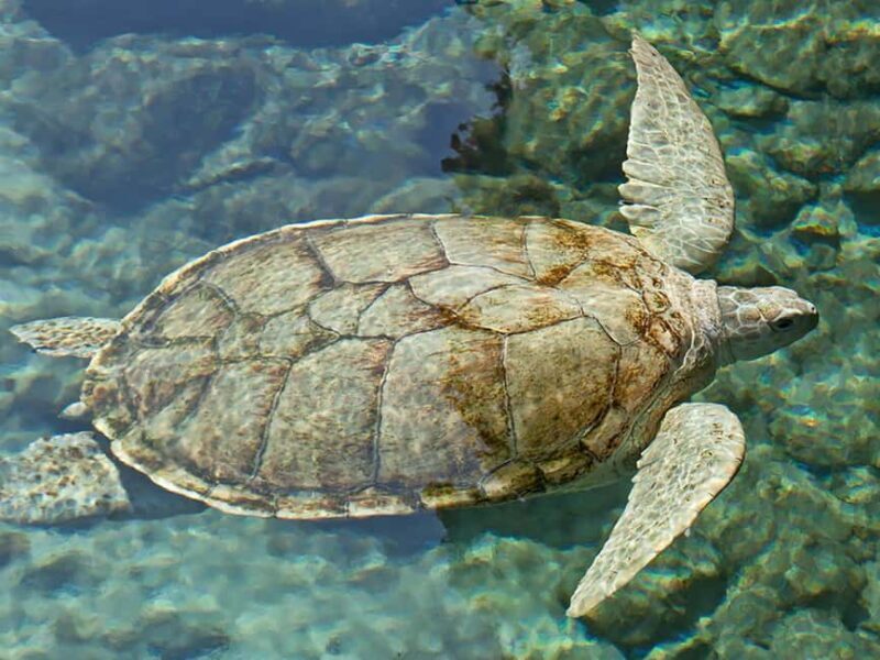 From Cancun: Xcaret Plus Park, the complete experience - Who Is This Tour Best For?