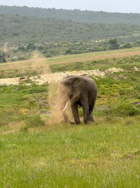 From Cape Town: 2-Day Garden Route Safari - Key Points