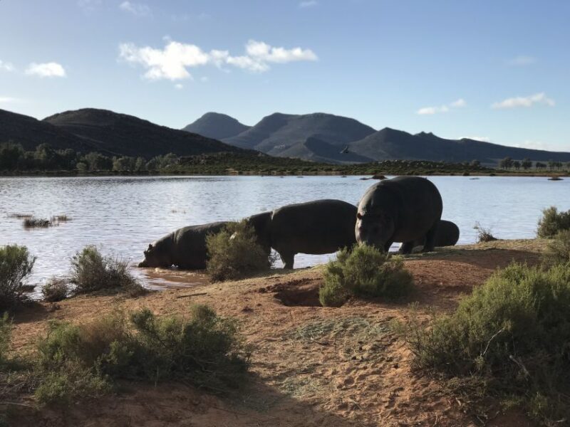 From Cape Town: 2-Day Garden Route Safari with Shark Diving - An In-Depth Look at the Itinerary