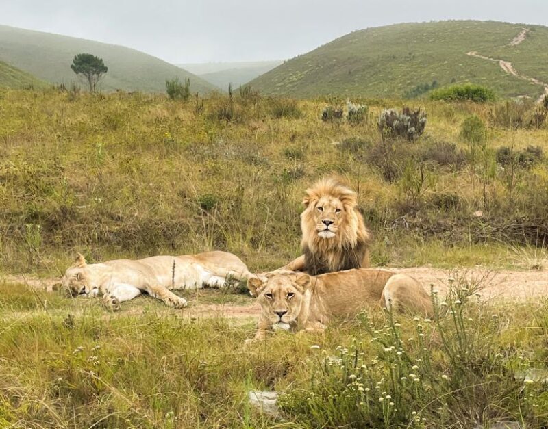 From Cape Town: 3-Day Garden Route Highlights and 4x4 Safari - Key Points