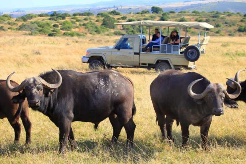 From Cape Town: 3-Day Garden Route Highlights and 4x4 Safari - Authentic Experiences and Travel Tips