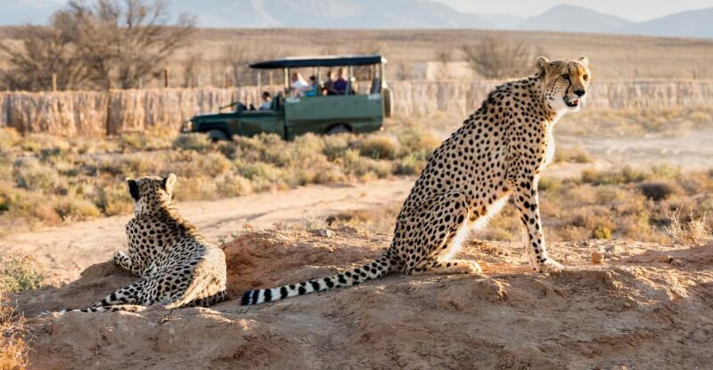 From Cape Town: 3-Day Garden Route Safari and Coastal Tour - Key Points