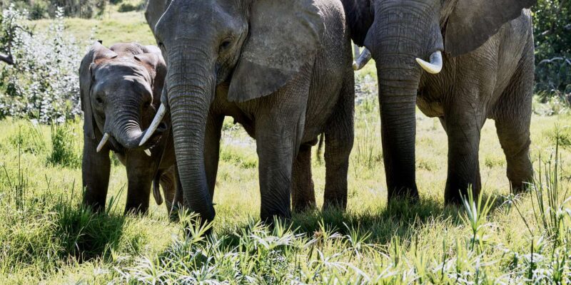 From Cape Town: 3-Day Garden Route Safari and Coastal Tour - The Sum Up: Who Is This Tour Best For?