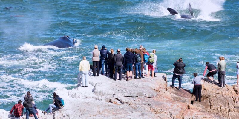 From Cape Town: 3-Day Garden Route Safari and Coastal Tour - FAQ