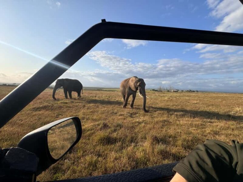 From Cape Town: 3-Day Safari, Penguins & visit to Mossel Bay - Key Points