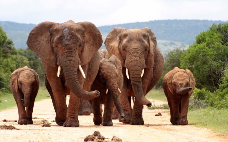 From Cape Town: 3 Days Kruger Safari & Panorama Route Tour - Authentic Experiences and Practical Tips