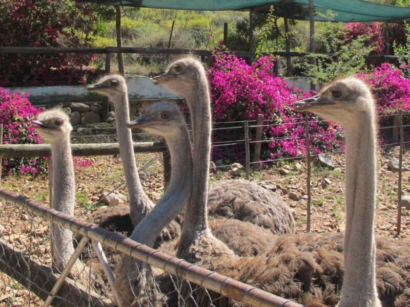 From Cape Town: 7-Day Garden Route, Addo and Winelands Combo - What We Loved About This Tour