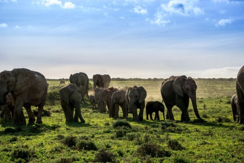 From Cape Town: 7-Day Garden Route, Addo and Winelands Combo - Final Thoughts