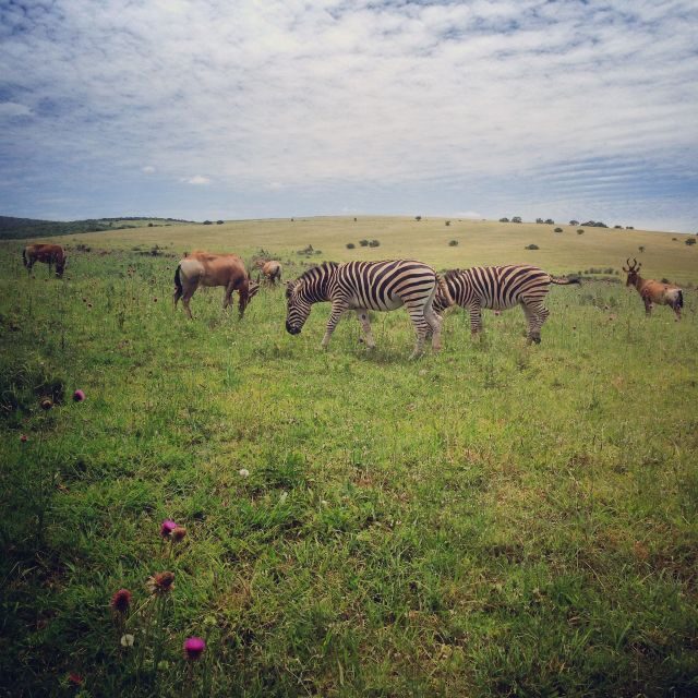 From Cape Town: 7-Day Garden Route, Addo and Winelands Combo - FAQ