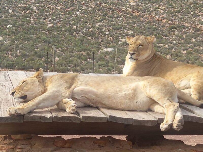 From Cape Town: Aquila Game Reserve Safari Tour with Lunch - Key Points