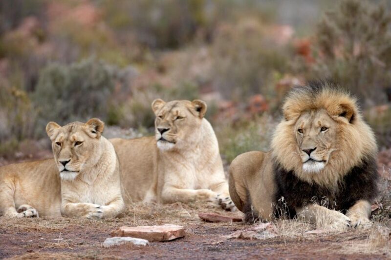 From Cape Town: Aquila Game Reserve Safari Tour with Lunch - What Makes This Tour Stand Out