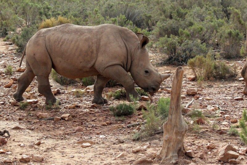 From Cape Town: Aquila Game Reserve Safari Tour with Lunch - FAQ