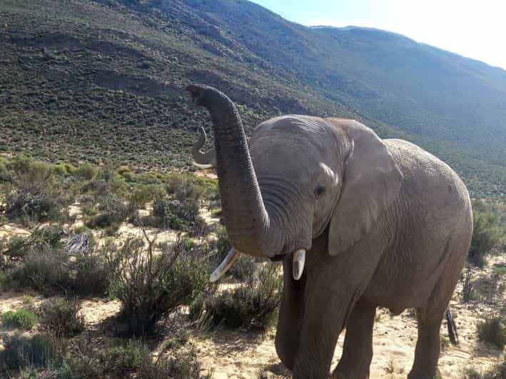 From Cape Town: Aquila Game Reserve Sunset Game Drive - How the Tour Unfolds: Step-by-step