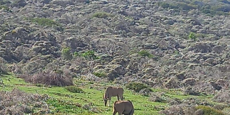 From Cape Town: Aquila Game Reserve Sunset Game Drive - The Experience’s Strengths