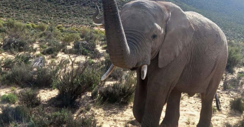From Cape Town: Aquila Game Reserve Sunset Game Drive - Considerations and Possible Drawbacks
