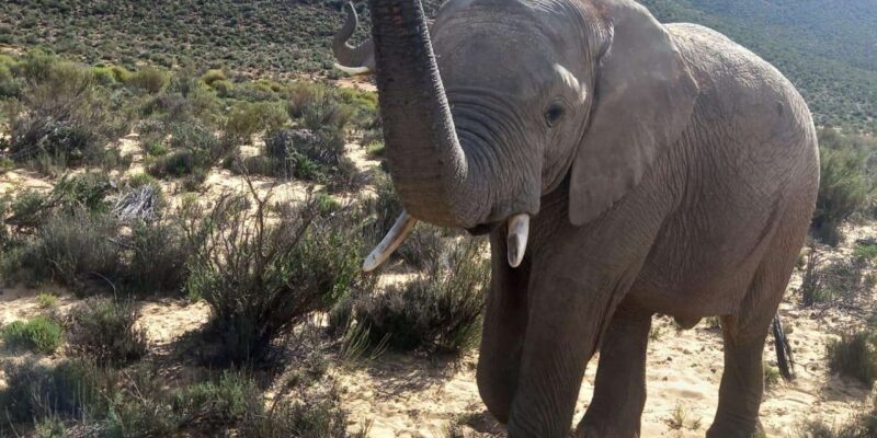 From Cape Town: Aquila Game Reserve Sunset Game Drive - Who Would Love This Tour?