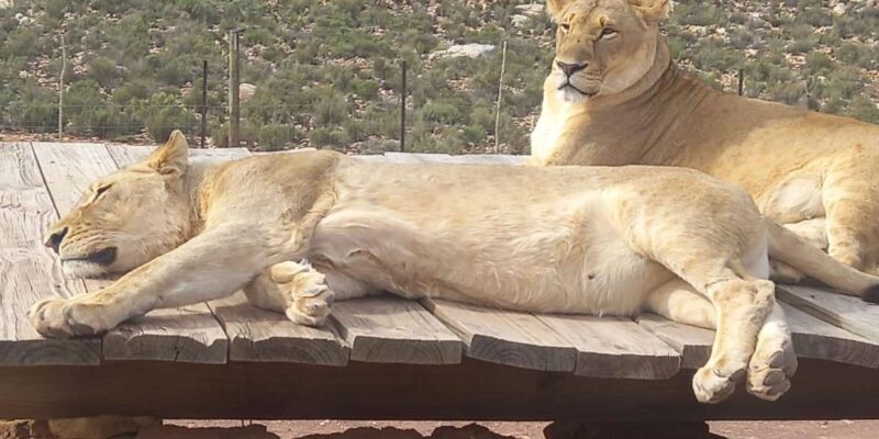From Cape Town: Aquila Game Reserve Sunset Game Drive - FAQ