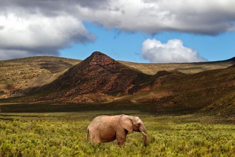 From Cape Town: Big Five Game Reserve with Lunch - Key Points
