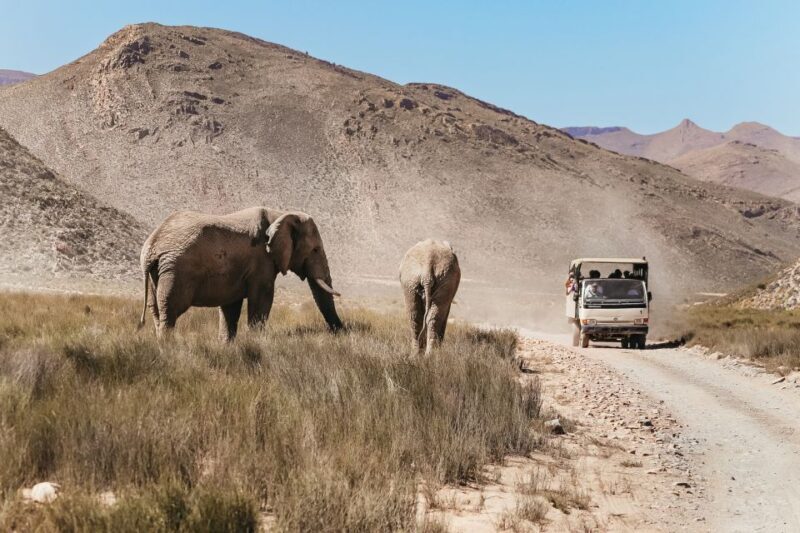 From Cape Town: Big Five Game Reserve with Lunch - The Sum Up