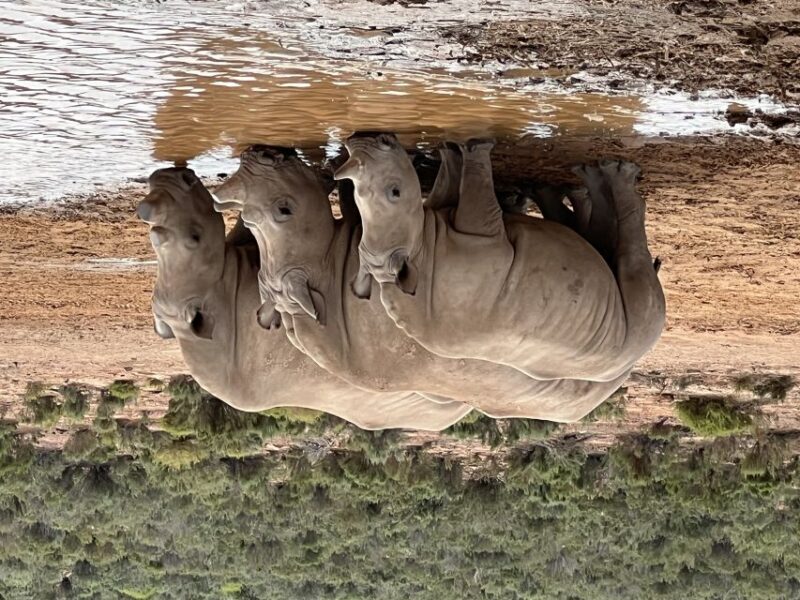 From Cape Town: Big Five Safari Experience with Lunch - Key Points