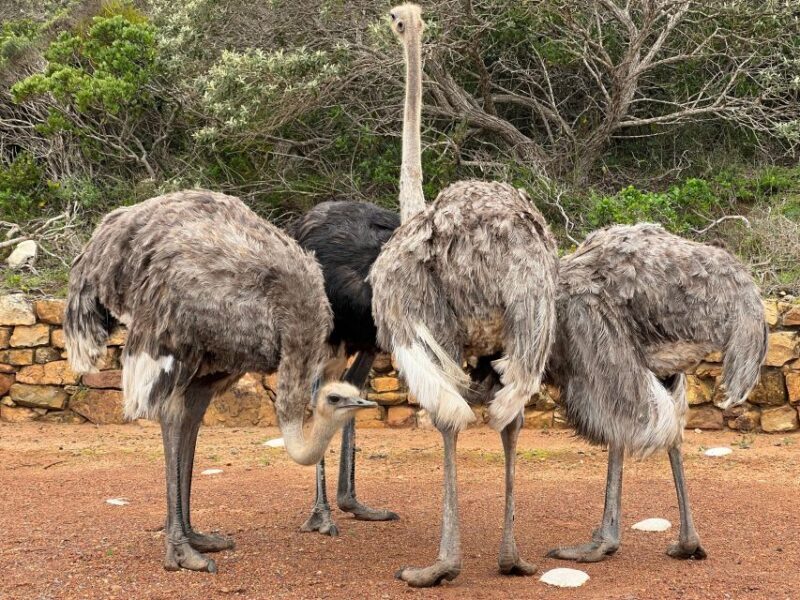 From Cape Town: Big Five Safari Experience with Lunch - Practical Tips for Your Safari Day