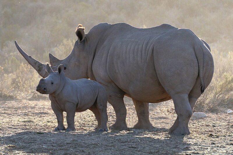 From Cape Town: Big Five Sunset Safari incl. Transportation - Key Points