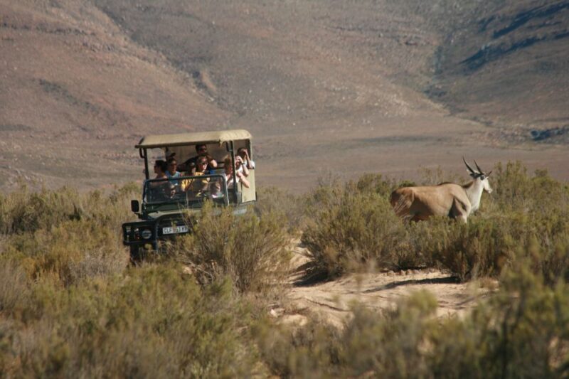 From Cape Town: Big Five Sunset Safari incl. Transportation - What to Expect: A Detailed Look at Your Safari Day