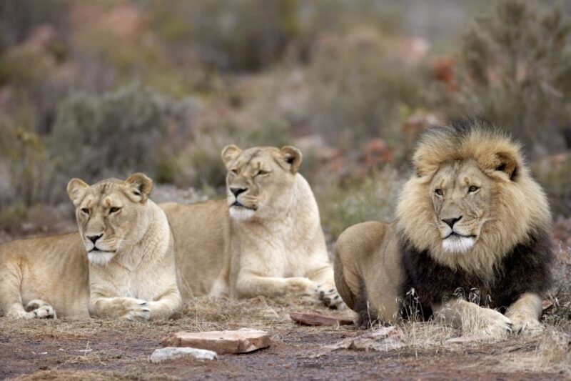 From Cape Town: Big Five Sunset Safari incl. Transportation - The Practicalities: What You Need to Know