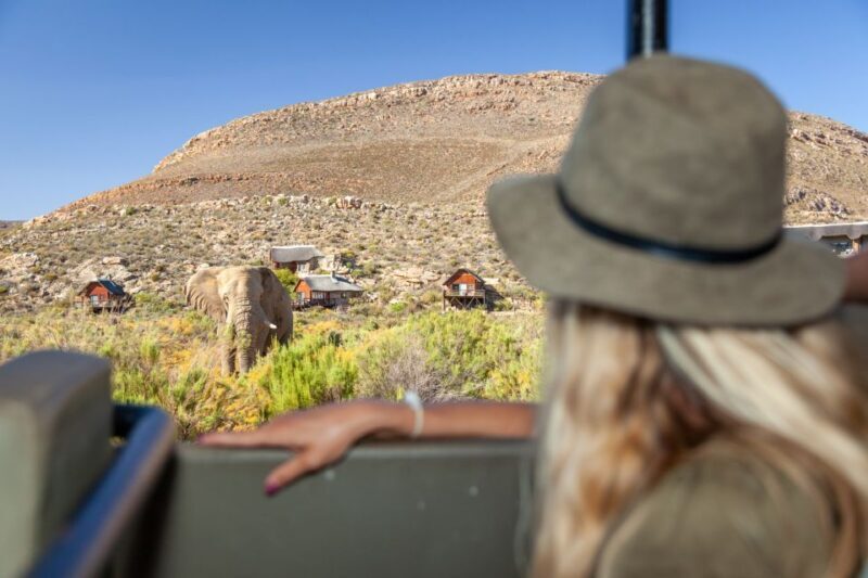 From Cape Town: Big Five Sunset Safari incl. Transportation - How Does This Tour Compare?