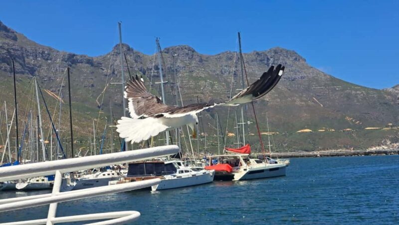 From Cape Town: Cape Peninsula Full-Day Private Tour - Who Should Book This Tour?