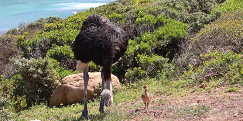 From Cape Town: Cape Point and Boulders Beach Half-Day Tour - FAQ