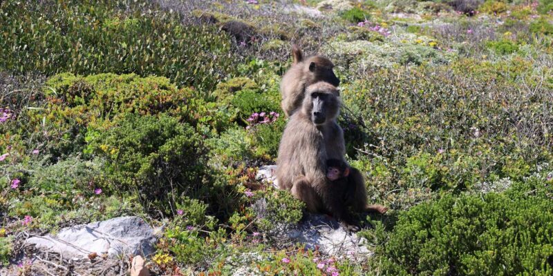 From Cape Town: Cape Point and Boulders Beach Half-Day Tour - Final Thoughts