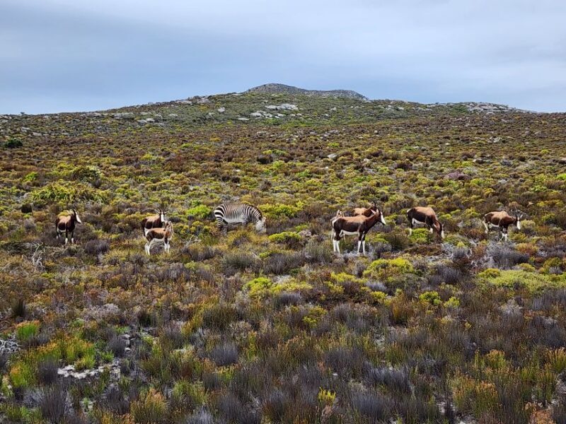 From Cape Town: Cape Point & Boulders Beach Full-Day Tour - A Closer Look at the Tour Itinerary