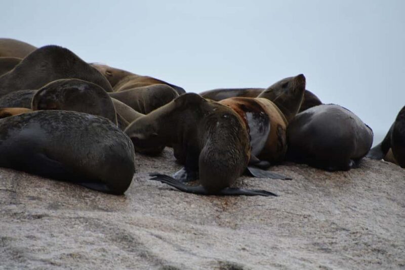 From Cape Town: Full-Day Cape Point & Boulders Penguins Tour - Is This Tour Right for You?