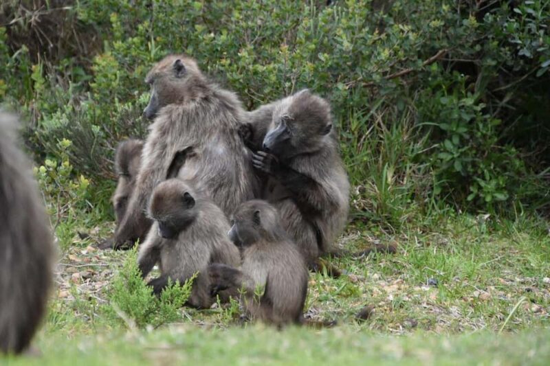From Cape Town: Full-Day Cape Point & Boulders Penguins Tour - The Sum Up